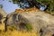 Group of young lions lying on rocks - beautiful scenery of savanna at sunset. Wildlife Safari in Serengeti National Park, Masai