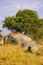 Group of young lions lying on rocks - beautiful scenery of savanna at sunset. Wildlife Safari in Serengeti National Park, Masai