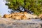 Group of young lions lying on rocks - beautiful scenery of savanna at sunset. Wildlife Safari in Serengeti National Park, Masai