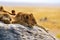 Group of young lions lying on rocks - beautiful scenery of savanna at sunset. Wildlife Safari in Serengeti National Park, Masai