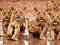 A Group Of Young Lions Playing In A Muddy Puddle. Generative AI