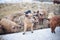 Group of young mangalitsa pigs in the winter on the snow.