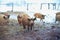 Group of young mangalitsa pigs in the winter on the snow.