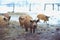 Group of young mangalitsa pigs in the winter on the snow.