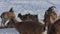 A group of young mountain sheep