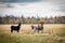 Group of young mules in a pasture looking at camera.