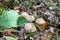 A group of young mushrooms of the genus Lycoperdon