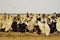 Group of young musk duck ducklings on the background of a poultry farm.