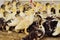 Group of young musk duck ducklings on the background of a poultry farm.