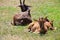 Group of young and old Sable Antelopes on the pasture