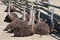 Group of young ostriches