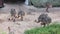 Group of young ostriches walking outdoors.