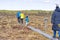 Group of young People walking along duckboards on bog. nature exploring. Friends hiking in the bog or swamp trail