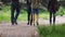 Group of young people walking along a spring alley near the university. Students walk in April on vacation. Girls and boys in shor