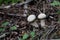 A group of young puffballs Lycoperdon perlatum. Young fruiting bodies are edible and very tasty