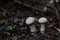 A group of young puffballs Lycoperdon perlatum. Young fruiting bodies are edible and very tasty