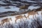 Group of young reindeers caribou in Norway tundra, Scandinavia