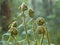 A group of young rolled sprouts of a fern