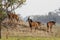 A group of young sable antelope grazing in the Kafue national pa