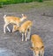 Group of young small deer animals at animal farm