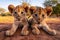 A group of young small teenage lions