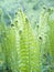 A group of young sprouts of shuttlecock fern