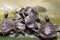 Group of young tortoises basking in sunlight