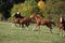 Group of young western horses moving