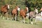 Group of young western horses moving