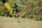 Group of young western horses moving