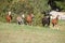 Group of young western horses moving