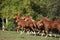 Group of young western horses moving