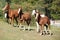 Group of young western horses moving