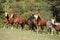 Group of young western horses moving