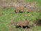 A group of young, wild, striped forest boars