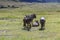 Group of young wildebeest sitting in the sun