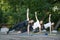 Group of young women practice yoga early in the morning outdoors. Side Plank. Vasishthasana