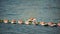 Group of young women\'s in swimsuits doing yoga and Pilates on sup board in calm sea, early morning. Balanced pose -