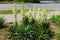 Group of Yucca filamentosa plants in full bloom