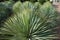 Group of the yucca plant with long, narrow, pointed leaves, aqua menthe in colour.