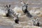 Group zebra crossing the river Mara. Kenya. Tanzania. National Park. Serengeti. Maasai Mara.