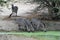 Group zebra drinking by green waterhole - Tanzania