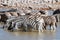 Group zebra Etosha National park