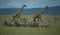 Group of zebra in foreground, some looking at camera,