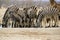 Group of Zebra gathered at the waterhole