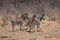 This group of zebra is going after drinking at the waterhole.