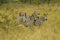 Group of zebra\'s in Akagera National Parc, Rwanda, Africa