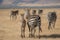 Group of zebras  back view  savanna - Tanzania national park