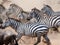 Group of zebras in the dust. Kenya. Tanzania. National Park. Serengeti. Maasai Mara.