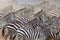 Group of zebras in the dust. Kenya. Tanzania. National Park. Serengeti. Maasai Mara.